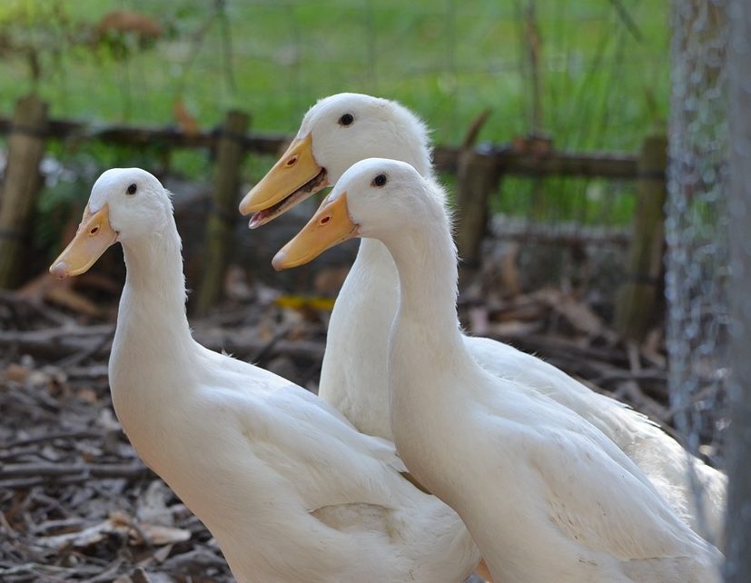 duck, pekin duck, american pekin duck-248028.jpg