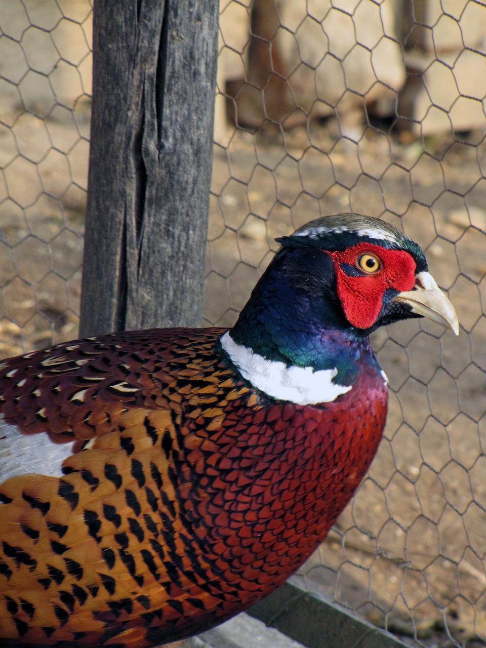pheasant, bird, domestic animal-213440.jpg