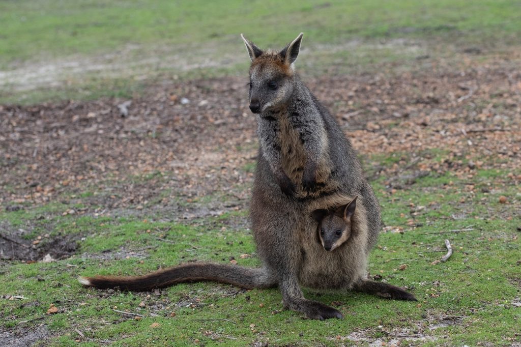 swamp wallaby, joey, baby-4366382.jpg