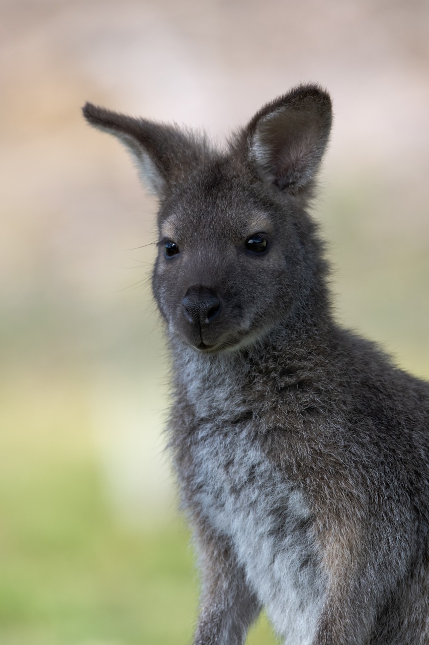 wallaby, bennetts wallaby, marsupial-6132654.jpg